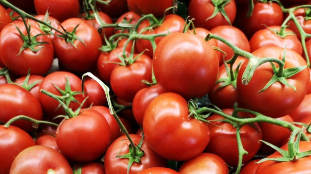 ¿Cuánto tiempo se hierven los tomates para enlatar?