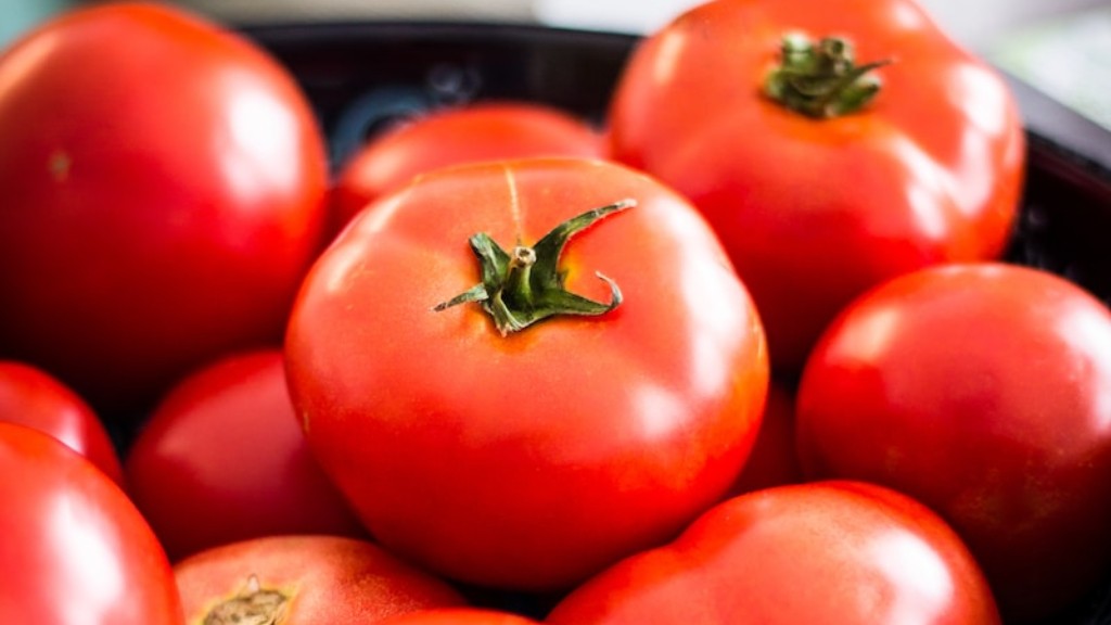 ¿La turba es buena para los tomates?