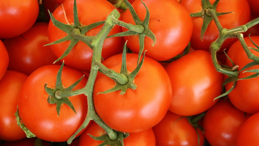 ¿Cuánto tiempo se pueden conservar los tomates frescos en el congelador?